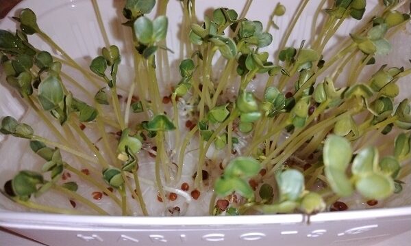 【園芸】 かいわれ大根、ブロッコリースプラウトの種をキッチンペーパーにセットしてから、3日後、6日後の状況！！