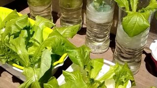 【園芸】 水耕栽培！チマサンチュ を3週間で収穫！！美味しくいただきました！！「植木鉢用自動給水器のミドリの水番」も紹介！