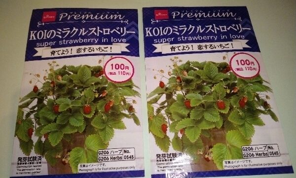 【園芸】ダイソーで種「KOIのミラクルストロベリー」を購入！ ダイソーの鳥よけシートや楽天市場で水耕栽培ポットで種をセットしてみました♪