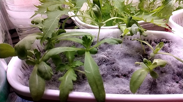 【園芸】ダイソーで買った「水菜、春菊、ほうれん草」が大きくなってきました！水菜を25日で収穫！！