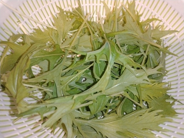 【園芸】ダイソーで買った「水菜、春菊、ほうれん草」が大きくなってきました！水菜を25日で収穫！！