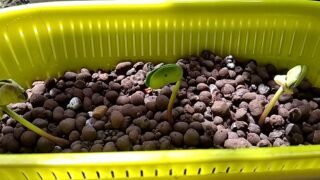 【園芸】ダイソーの種「湯けむり娘」をセット！すぐ発芽しました！トマトも順調です！プランターの虫対策に「土にまくだけ虫退治、赤玉土」を購入！
