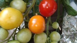 【園芸】ダイソーの「湯けむり娘(枝豆)、ミニトマト」が大きくなってきました！ダイソーの種「早生ごぼう、ゴーヤ、ほくほく栗南瓜、ズッキーニグリーン」を購入！