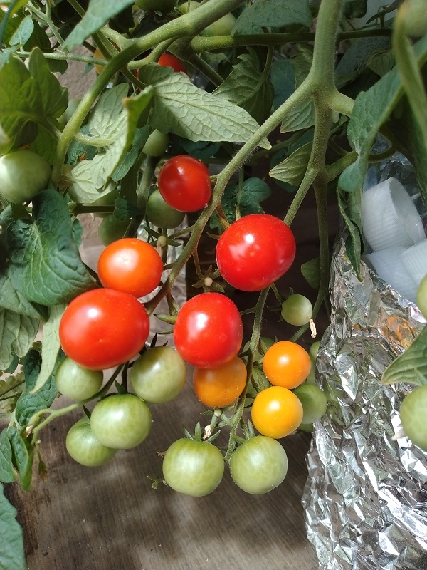 【園芸】ダイソーの種「ズッキーニ、きゅうり」が発芽！ミニトマトの赤い実が増えてきました！！