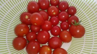 【園芸】ミニトマトを複数収穫！！枝豆も大きくなってきました！ ダイソーで「美白一本ねぎ」と「園芸用ネット」購入！