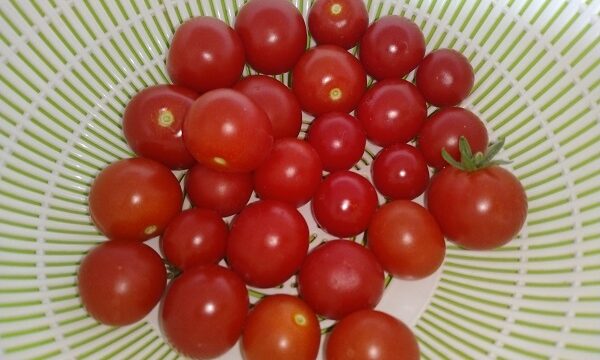 【園芸】ミニトマトを複数収穫！！枝豆も大きくなってきました！ ダイソーで「美白一本ねぎ」と「園芸用ネット」購入！