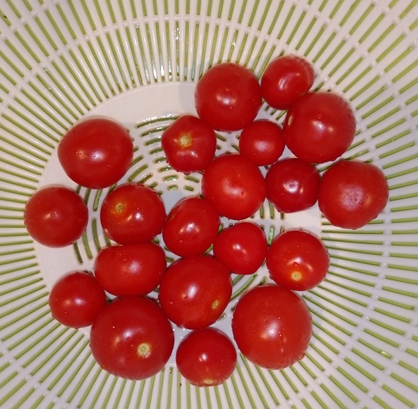 【園芸】ミニトマトを収穫！！茄子も大きくなってきました！ ダイソーで「スイートスナップ、赤花絹さやえんどう」の種を購入！
