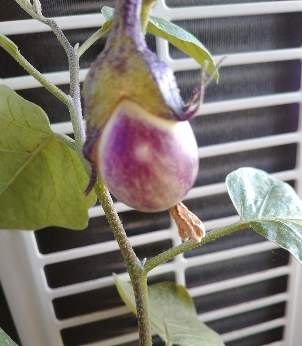 【園芸】ミニトマトを収穫！！茄子も大きくなってきました！ ダイソーで「スイートスナップ、赤花絹さやえんどう」の種を購入！